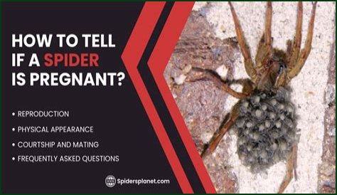 Discover The Fascinating World Of Pregnant House Spiders